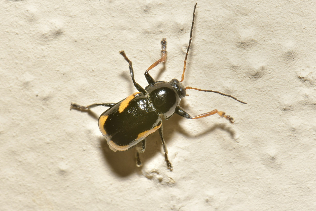 Chrysomelidae: Cryptocephalus stragula? S, maschio.